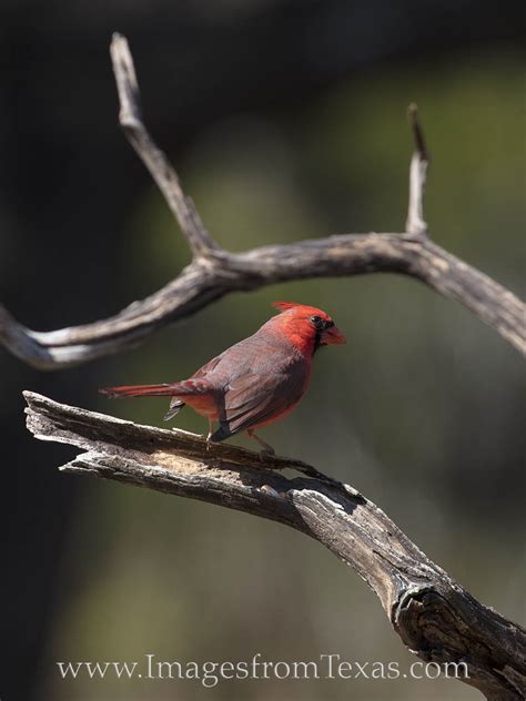 Male Cardinal 11 Texas Hill Country Images From Texas