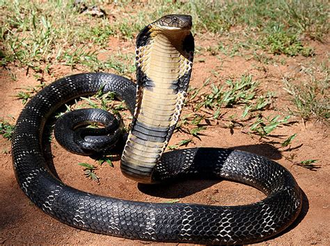 Poisonous Snakes In India