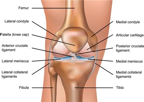 Anterior Knee Ligament Diagram Diagram Media