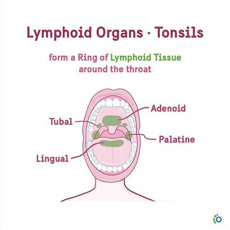 A Final Set Of Lymphoid Organs Worth Mentioning Are The Tonsils Which