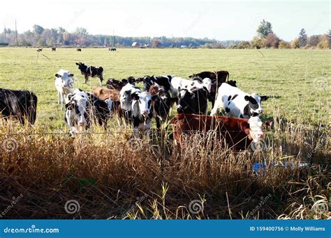 Cows Coming Home Stock Photo Image Of Camera Walking 159400756