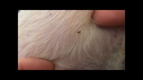 Get Rid Of Fleas And Ticks Naturally According To A Vet Nphq