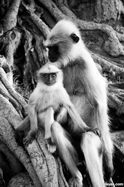 Monkeys In India Picture By Jne91 For Traveling 2 Photography Contest