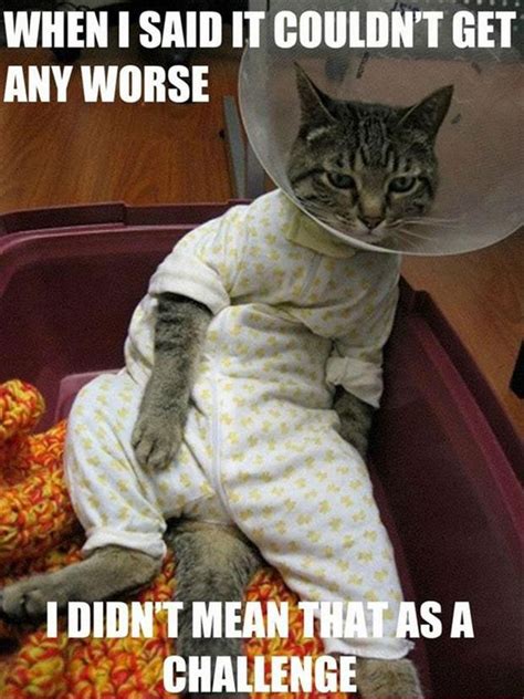 Funny Cat Pictures With Captions 45