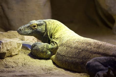 Le dragon du komodo est la plus grande espèce vivante de lézard, avec une longueur de 2 à 3 mètres et un poids d'environ 70 kg on l'appelle dragon du komodo car c'est. Le Varan de Komodo
