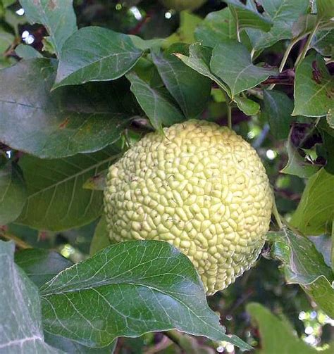 What Is It Good For The Osage Orange Maclura Pomifera