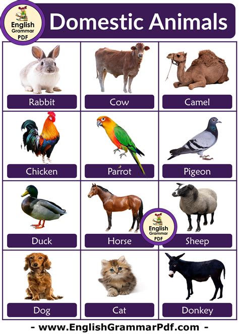 10 Domestic Animals Name Pictures And Definition English Grammar Pdf