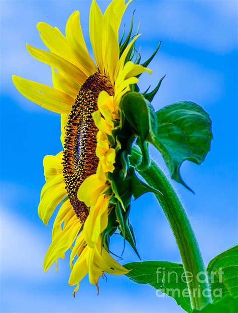 Sunflower By Michael Moriarty Sunflower Art Print Sunflower