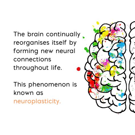 Neuroplasticity And The Brain Following Stroke