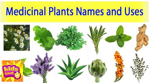 Keyword For What Are Some Medicinal Plants And Their Uses