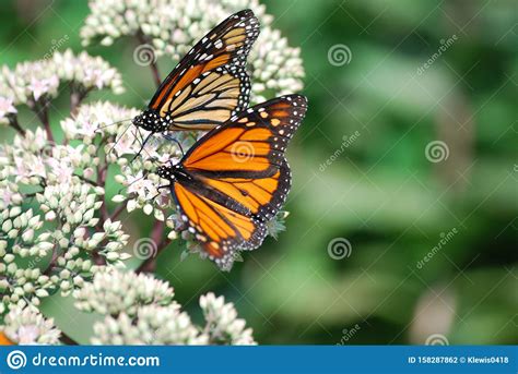 A Close Up Of Two Monarch Butterflies Sitting On A White Flower Stock
