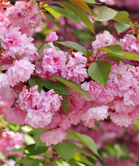 Wide (6 cm), held in pendant clusters. Kwanzan Japanese Flowering Cherry - Bower & Branch