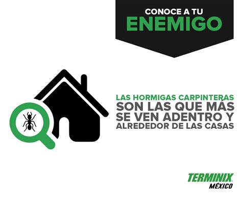 Doing business as:del roy products inc. Terminix Mexico - Home | Facebook