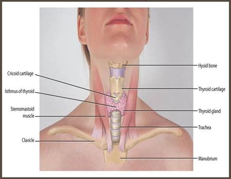 Gallery For Lymph Nodes In Front Of Neck