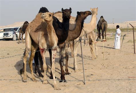 This site is using cookies under cookie policy. Saudi Arabia deports Qatari camels and sheep as diplomatic ...