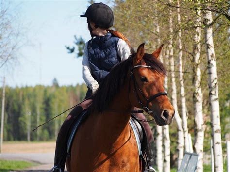 4 Best Places To Go Horseback Riding In North Carolina Farm House Tack