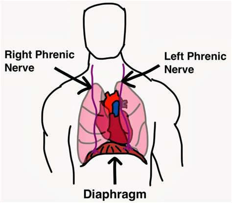 Diaphragm Muscle Spasm Symptoms Causes Treatment
