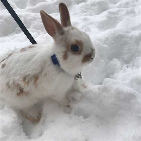 Snow Bunny 💙 ️🐰 Cute Baby Animals Cute Animals Dwarf Bunnies