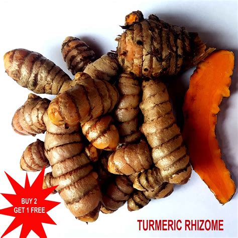Turmeric Root Curcuma Longa Plant Orange Ginger Root Bulb