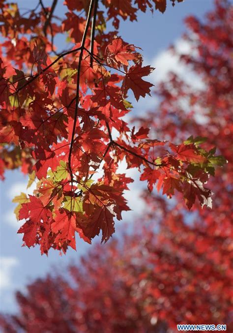 Colourful Autumn Foliage Seen In Vancouver Global Times