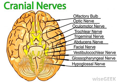 What Is The Fifth Cranial Nerve With Pictures