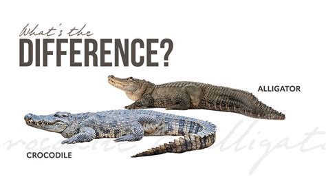 Difference Between Crocodiles And Alligators Thomson Safaris