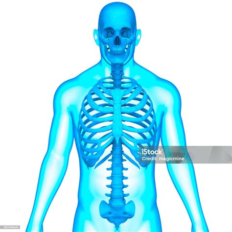 Ludzki Układ Szkieletowy Osiowy Szkielet Szkielet Szkielet Kości