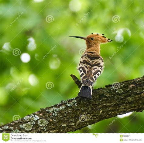 Hoopoe On A Tree Branch Stock Photo Image Of Branch 92553674