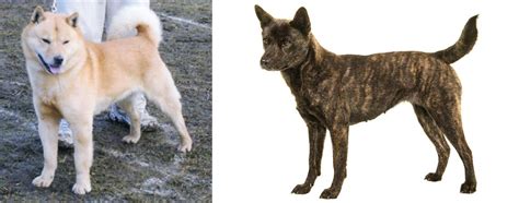Hokkaido Vs Kai Ken Breed Comparison Mydogbreeds