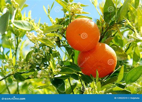 2 Ripe Oranges At Tree Stock Image Image Of Juicy Leaves 13922519