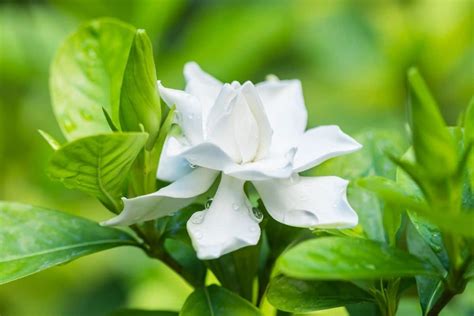 How To Plant Grow And Care For Gardenia Flower Successfully Florgeous