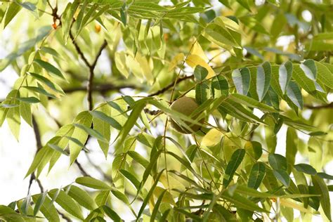 Black Walnut Tree Benefits Problems And Identification