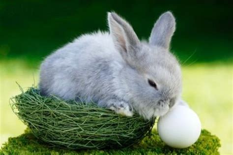 Imagini cu iepuri de pasti | stolenimg. Despre imagini: poze iepurasi...