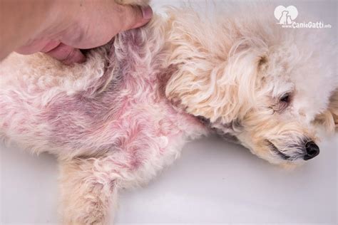 Le malattie della pelle nei cani le più comuni e le razze a rischio