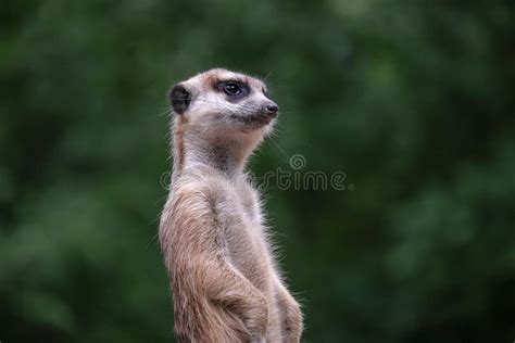 Curious Meerkat Stock Photo Image Of Animals Kgalagadi 68958554