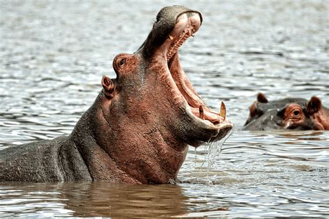 ¿qué Animales Viven En El Rio Nilo Animalesmascotas