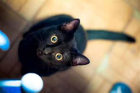 If you're searching for the cutest kitty moniker, get ready for the ultimate list of japanese food names for cats! 40 Black Cat Names - Best Male and Female Names for Black Cats