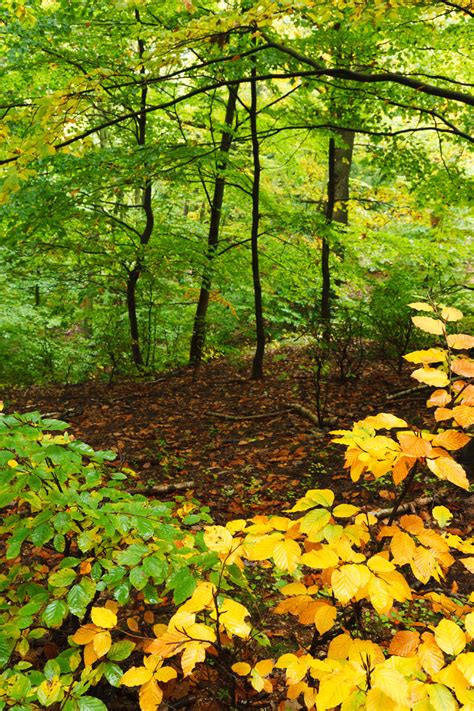 Forest In Autumn Free Stock Photo Public Domain Pictures