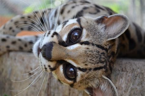 Tropical rainforests (as opposed to temperate ones) are located near the equator. The Margay Is Cutest Rainforest Cat