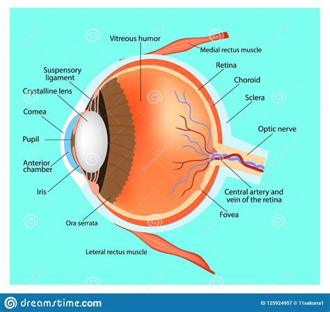 Structure Of The Eye Human Eye Stock Vector Illustration Of Medical