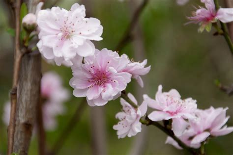 The 10 Most Beautiful Flowering Fruit Trees Food Gardening Network