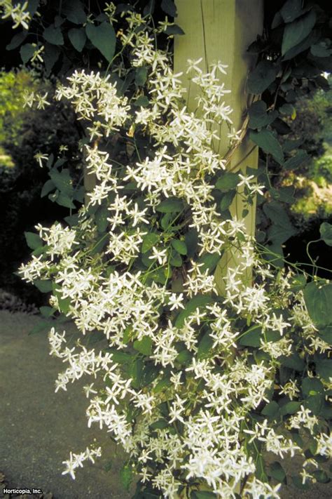 The flowers are white, borne in fall. Sweet Autumn Clematis | Growing and Pruning | HGTV