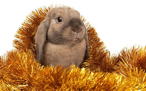Merry Xmas And Happy New Year Christmas Bunny Wallpapers Hd