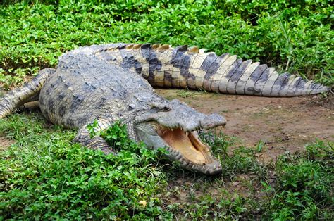 Watch Crocodile Running At Man In Florida Park Enclosure