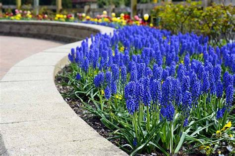 How To Grow And Care For Grape Hyacinth Muscari