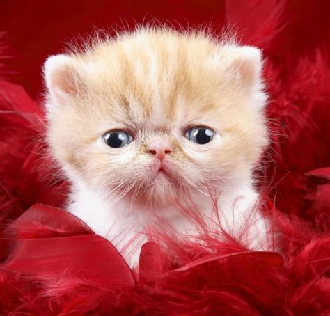 Cute Cat Wallpapers High Definition Wallpapers High Definition