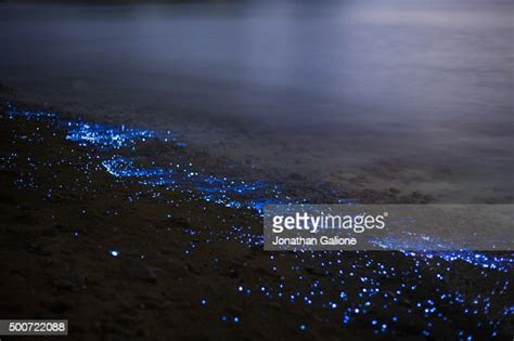 Bioluminescent Sea Fireflies High Res Stock Photo Getty Images