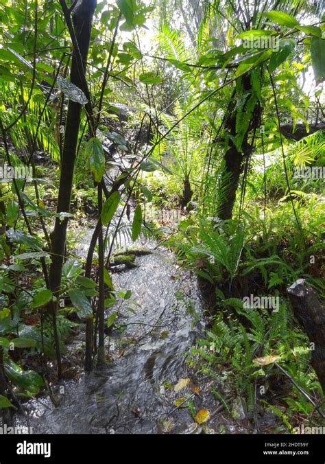 Stream Rainforest Ditch Streams Jungle Rainforests Stock Photo Alamy