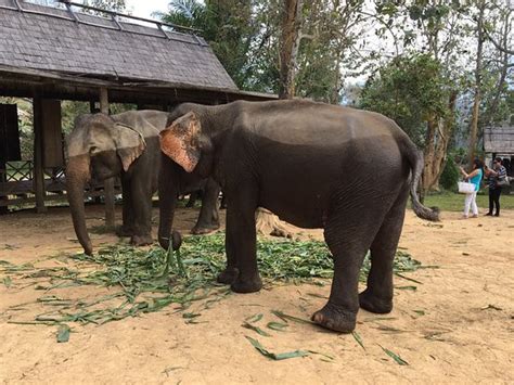 Elephant Village Sanctuary And Resort Luang Prabang 2019 All You Need