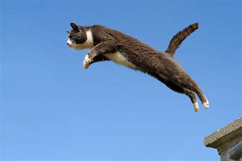 Royalty Free Cat Jump Pictures Images And Stock Photos Istock